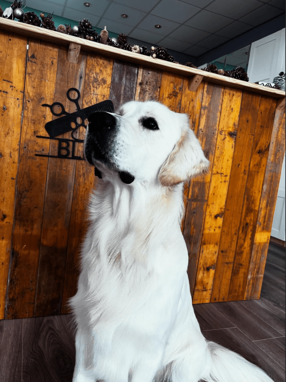Voor en na verzorging van Golden Retriever Cas
