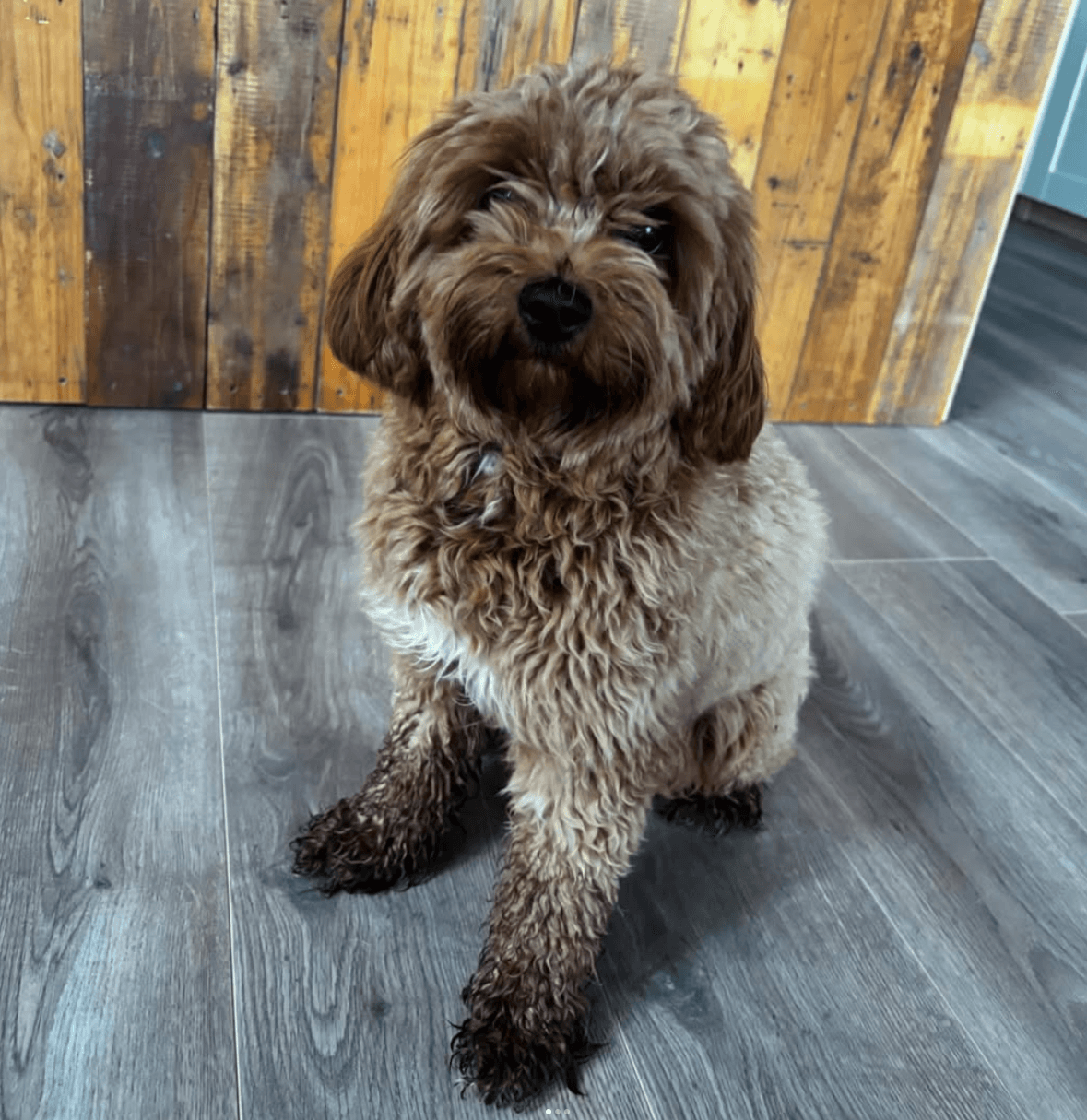 Voor en na verzorging van Cavapoo Lily