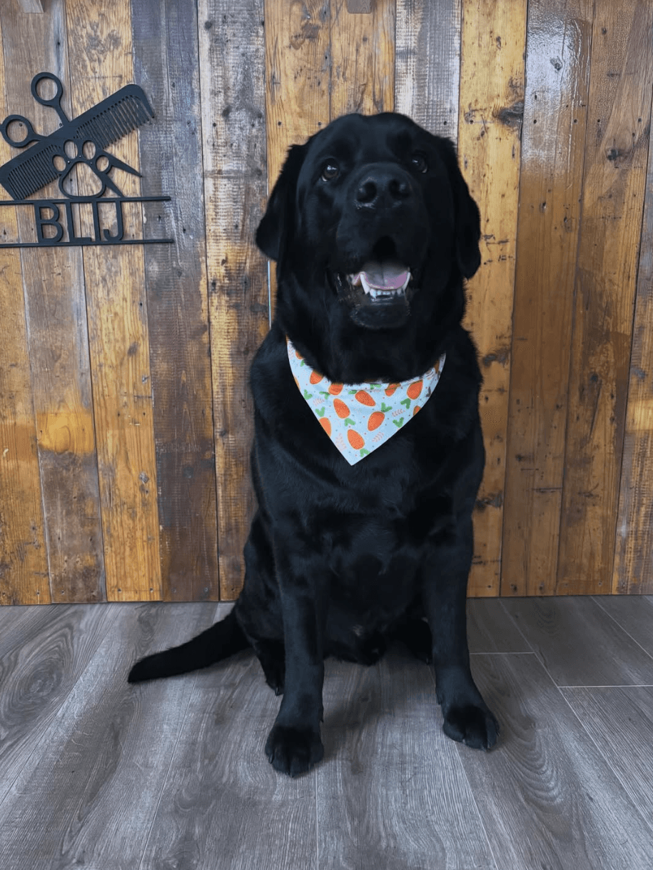 Blije verzorgde hond